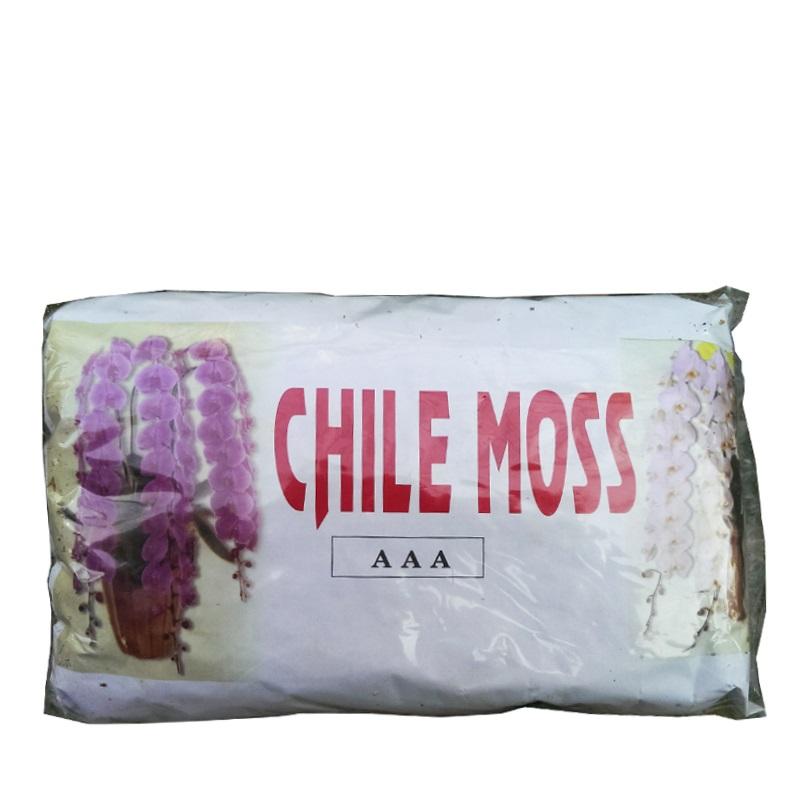 Dớn trắng dớn mềm dớn chile CHILE MOSS 2dm3