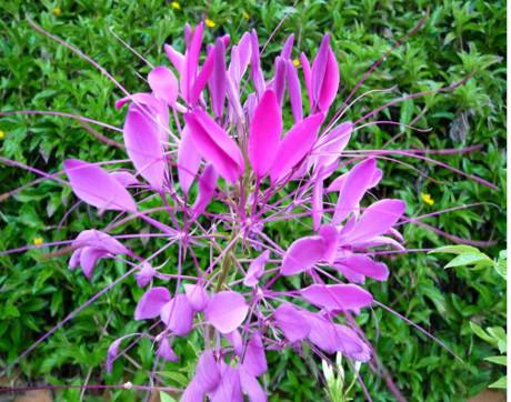 Hạt giống hoa Hồng ri mix