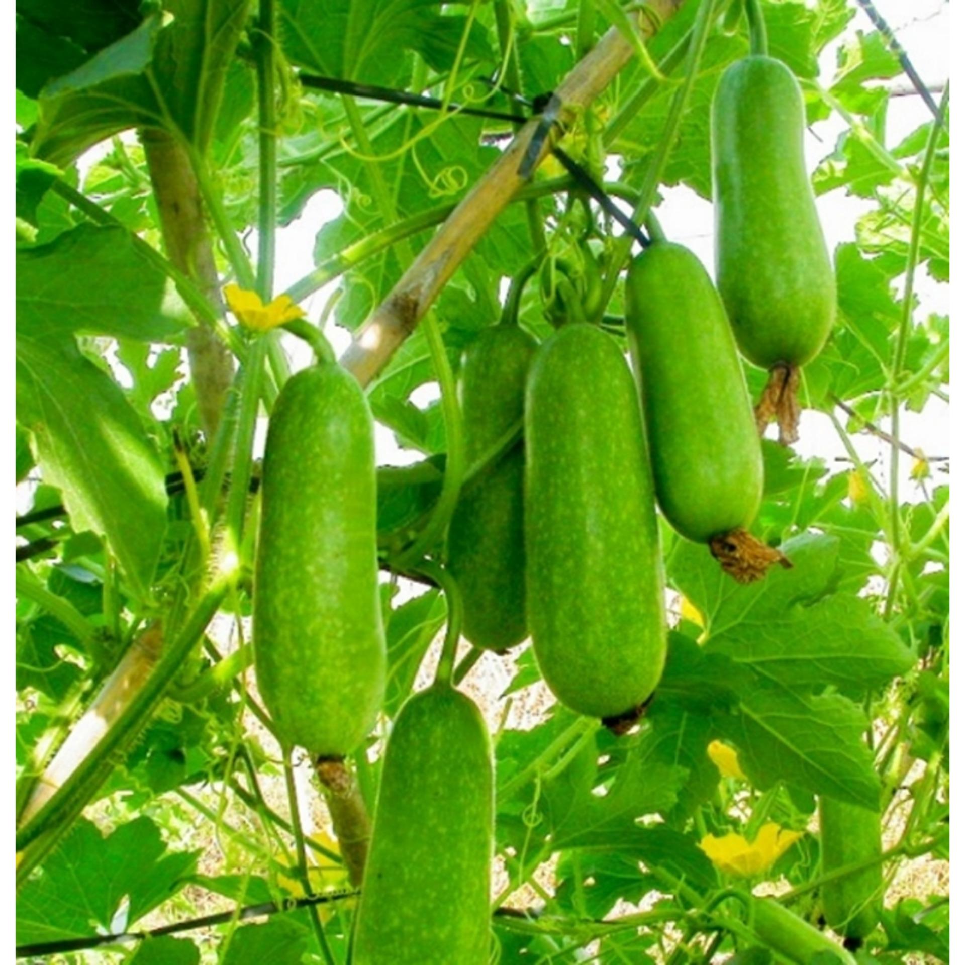Hạt giống Bí đao chanh lai