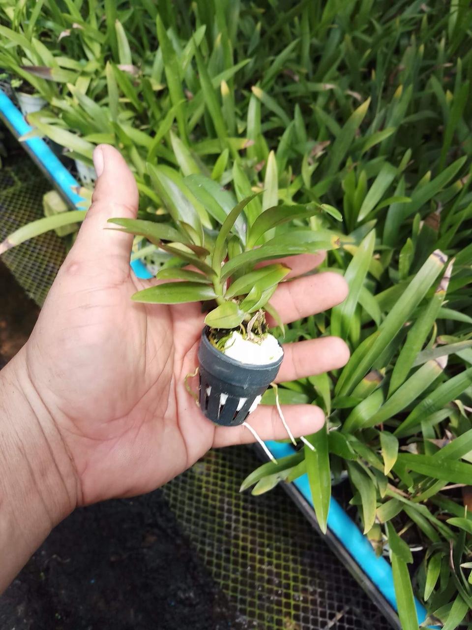 PHI ĐIỆP LAI TRẦM( super nestor và trầm rồng đỏ) hàng giống