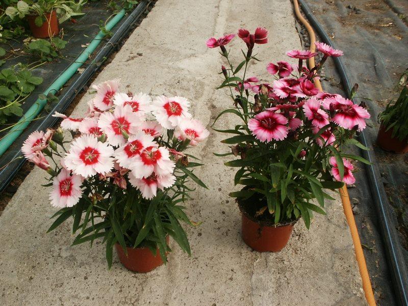 [HCM]hạt giống hoa cẩm chướng f1