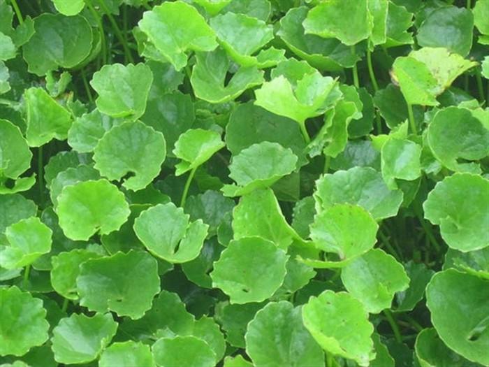 2 gói Hạt giống Rau Má lá nhỏ (0.5g/gói)
