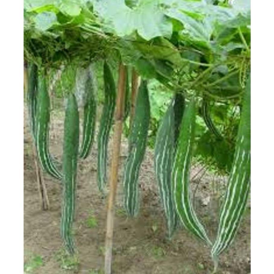 [HCM]Hạt giống Mướp Rắn F1 - PhuNongSeeds