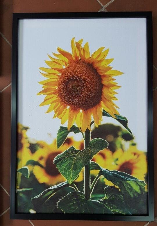 [HCM]Tranh canvas hoa nghệ thuật 40x60 kèm khung (SG01)