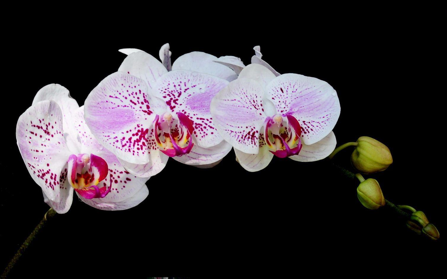 Hạt Giống Lan Hồ Điệp