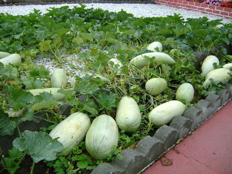[Lấy mã giảm thêm 30%] Hạt giống Dưa Gang Xanh (10 hạt)