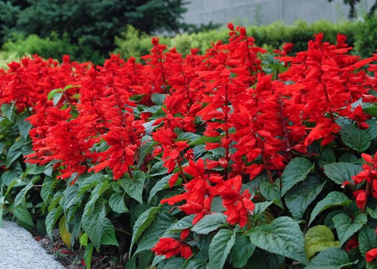Hạt giống hoa xác pháo đỏ - 50 hạt