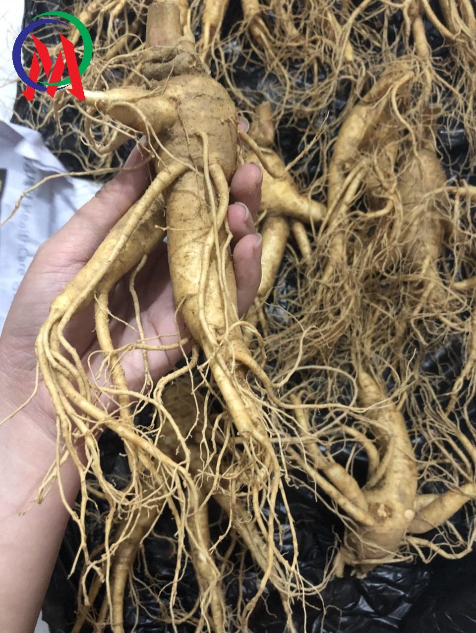 NHÂN SÂM TƯƠI XÁCH TAY HÀN QUỐC LOẠI CỦ LỚN