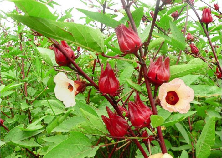 Hạt giống Atiso đỏ (10 hạt)