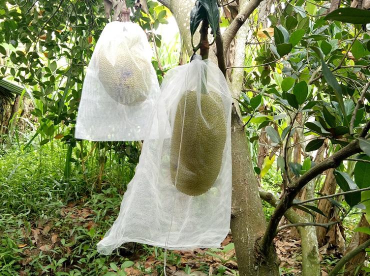 Bao mít 50x70cm vải mùng 100 cái