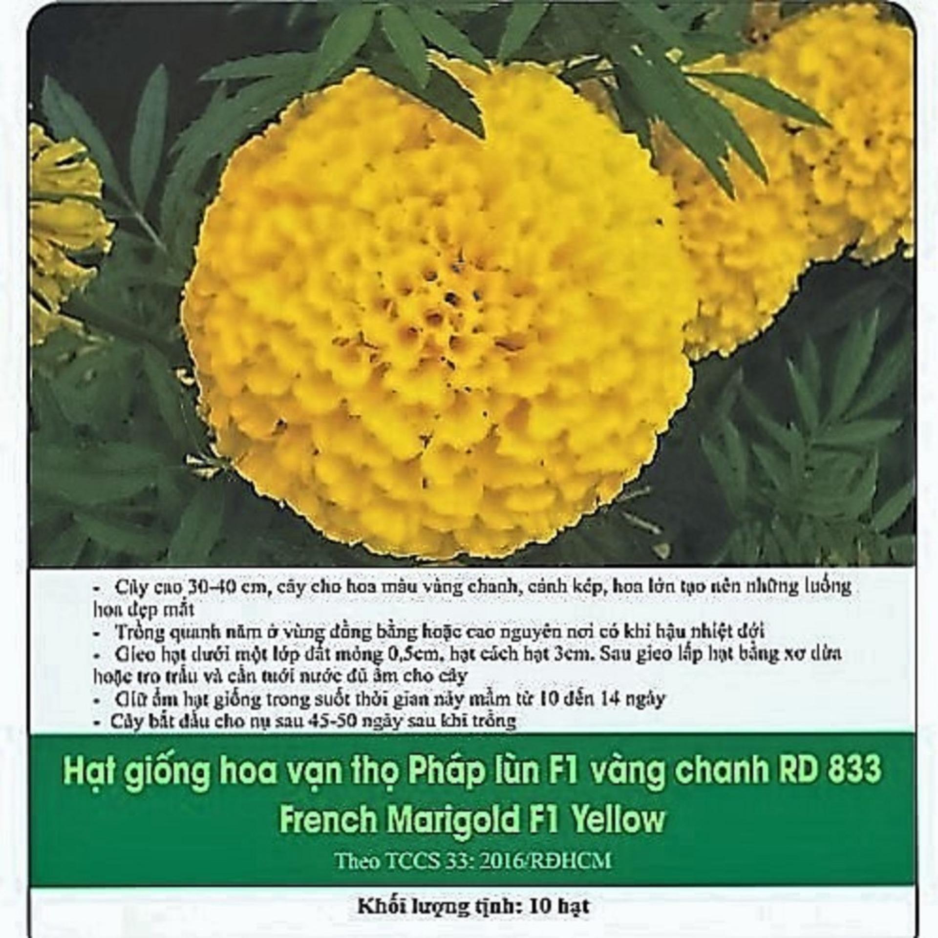 [HCM]Hoa Vạn Thọ Pháp Lùn F1 Vàng Chanh