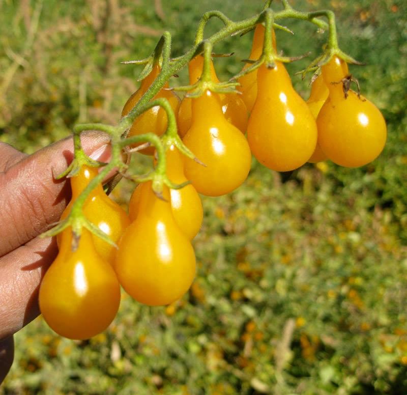 Hạt giống cà chua quả trái lê vàng - 1 gói 30 hạt