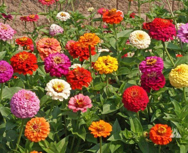 Hạt Giống Hoa Cúc Lá Nhám (Cúc Zinnia) Nhiều Màu [006.F1]