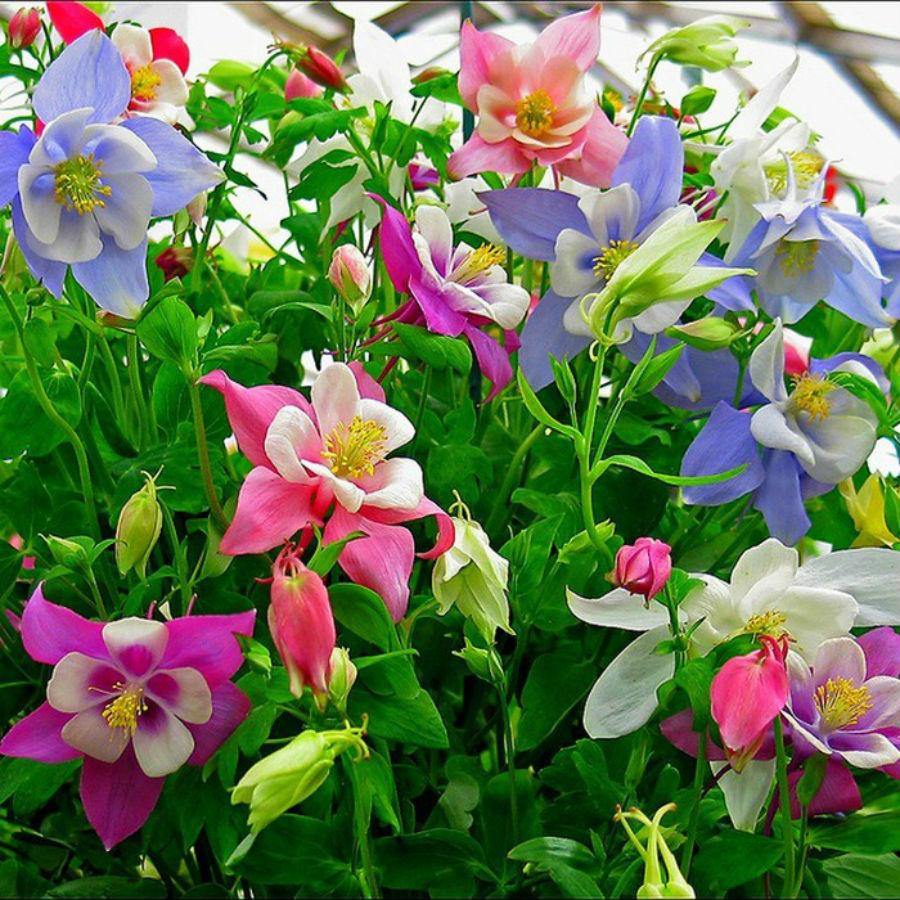 Hạt giống hoa bồ câu lan chuông