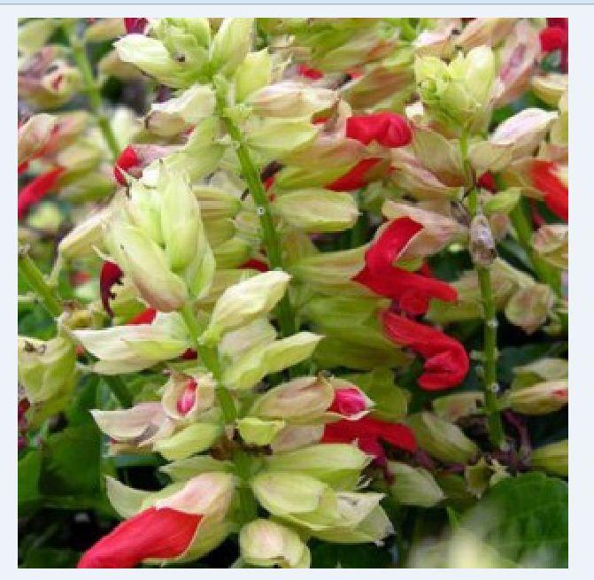 Hạt giống hoa xác pháo mix màu - 50 hạt