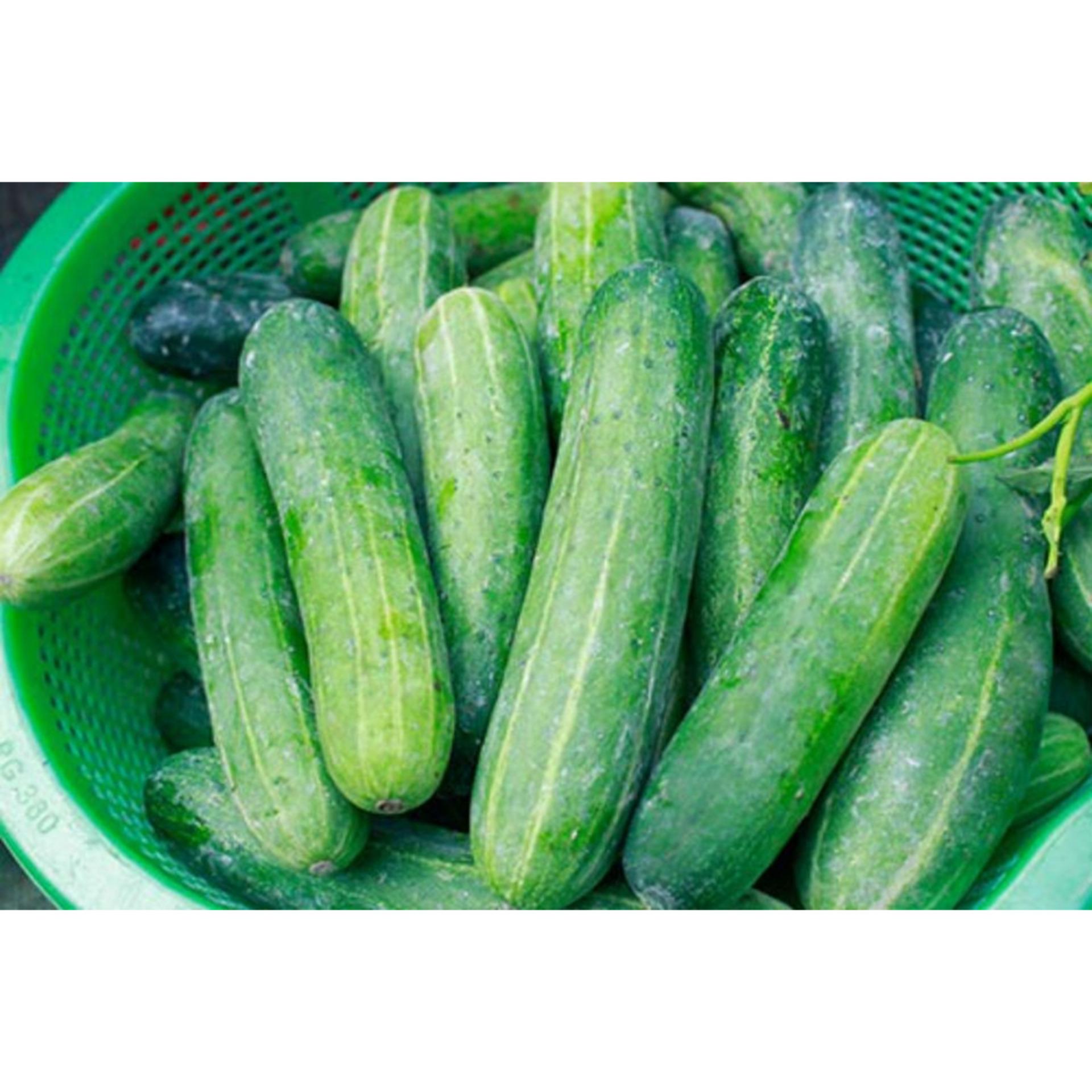 Hạt giống DƯA CHUỘT NẾP TA