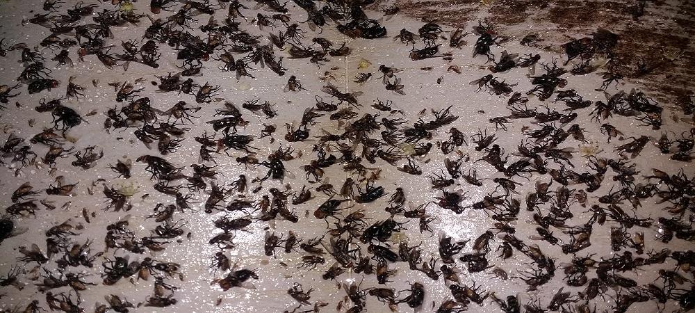 KOREA FLY CATCH GLUE TRAPS 02 PCS