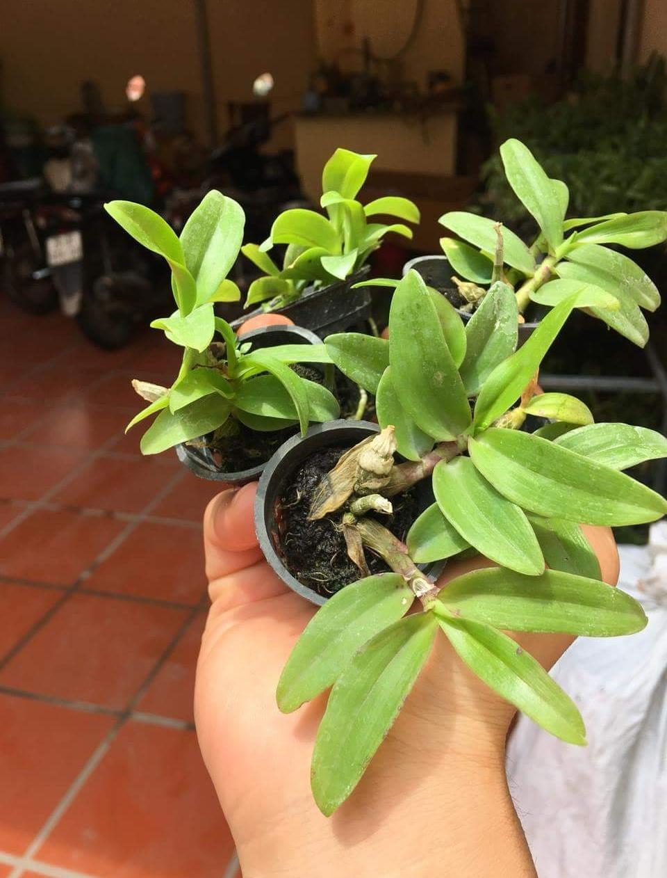 Trầm rừng cốc giống