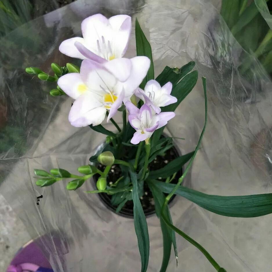 Củ giống hoa lan nam phi hoa màu trắng hồng ( 1 củ kèm 1 viên nén ươm củ)