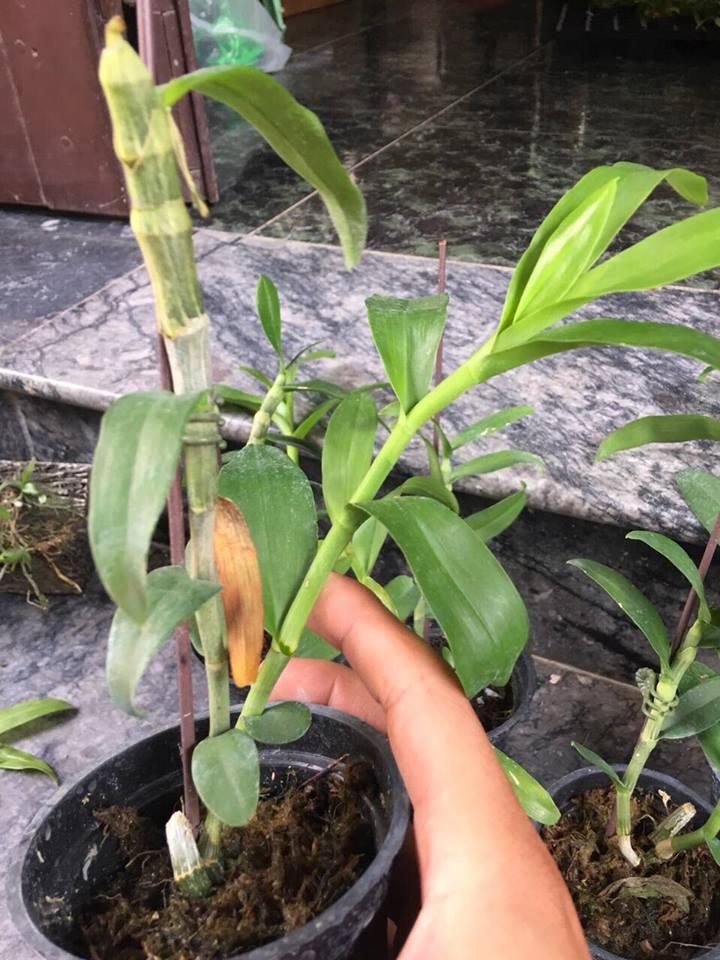 TRẦM RỒNG HÈ (đen nestor Sun flower)