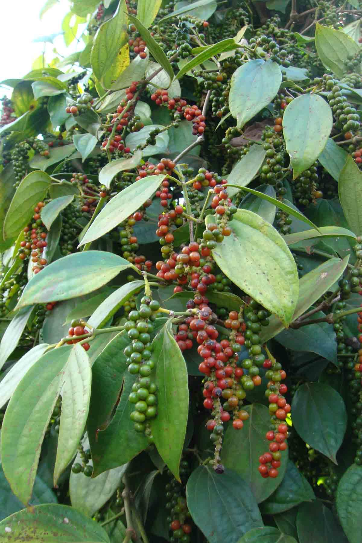 Tiêu đen daklak 1kg