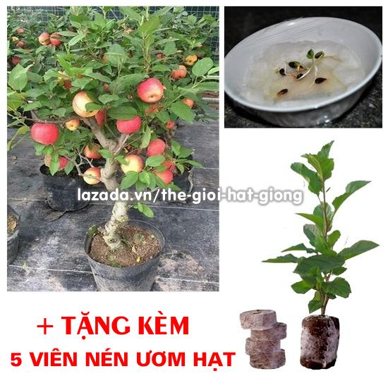 [Lấy mã giảm thêm 30%] Hạt giống Táo Đỏ Lùn F1 15 hạt (Tặng 5 viên nén ươm hạt)