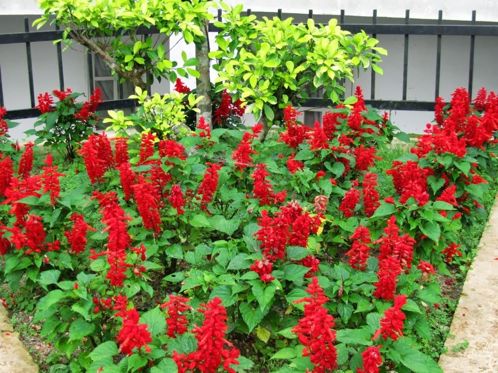 Hạt giống hoa xác pháo đỏ - 50 hạt