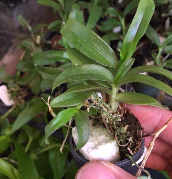 Phi điệp lai trầm hồng long