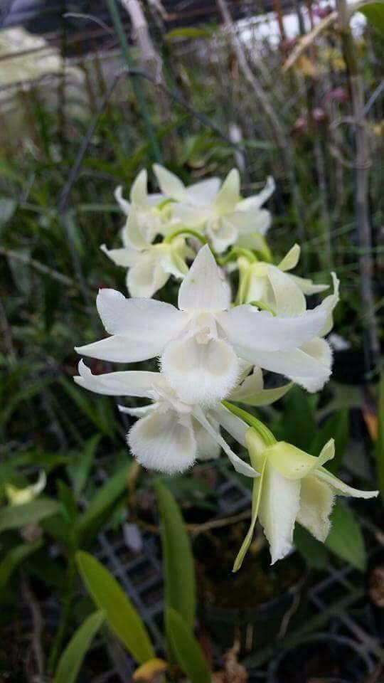 Trầm trắng giống