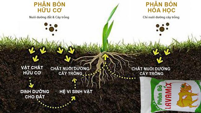 Phân bò nguyên chất (10dm3) - đã qua xử lý