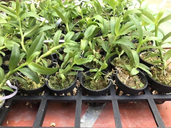 phi điệp 5 ct phú thọ hàng gieo hạt