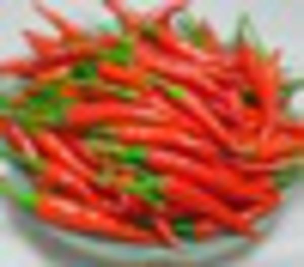 hot chili pepper with HIGH QUALITY and COMPETITIVE PRICE