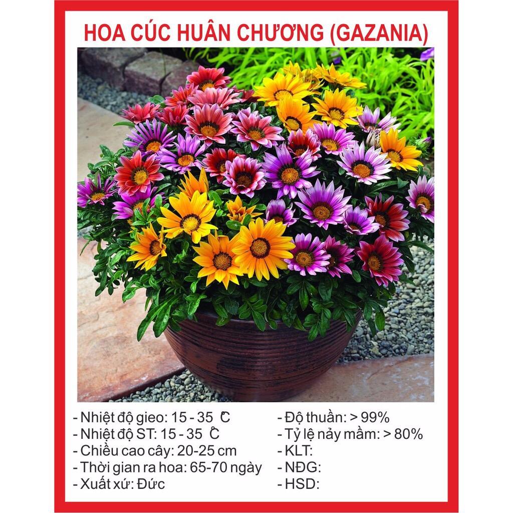 [Lấy mã giảm thêm 30%] Hạt giống Hoa Cúc Huân Chương (50 hạt)