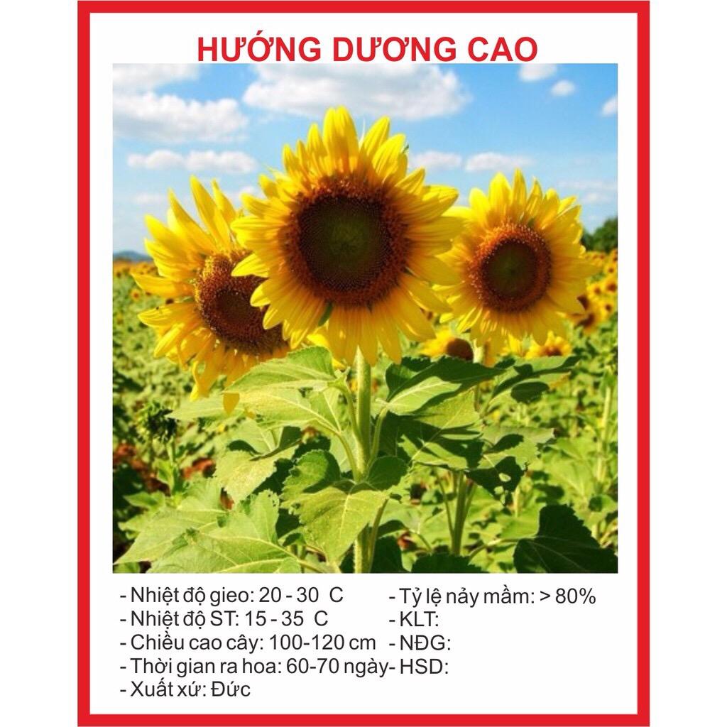 Hạt Giống Hoa Hướng Dương (30 hạt)