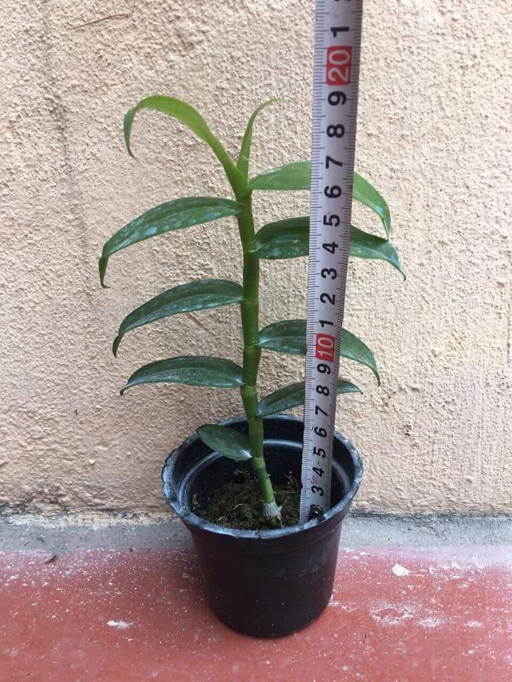 TRẦM CỬU LONG - Den. Nestor “Nine Dragon”