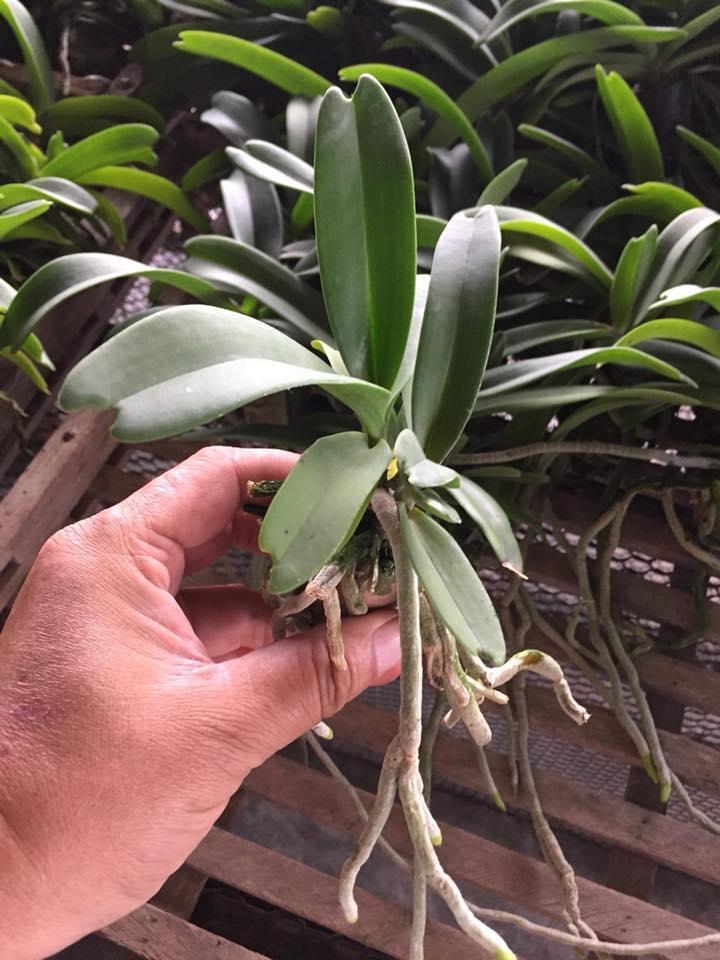 Ngọc điểm chậu giống