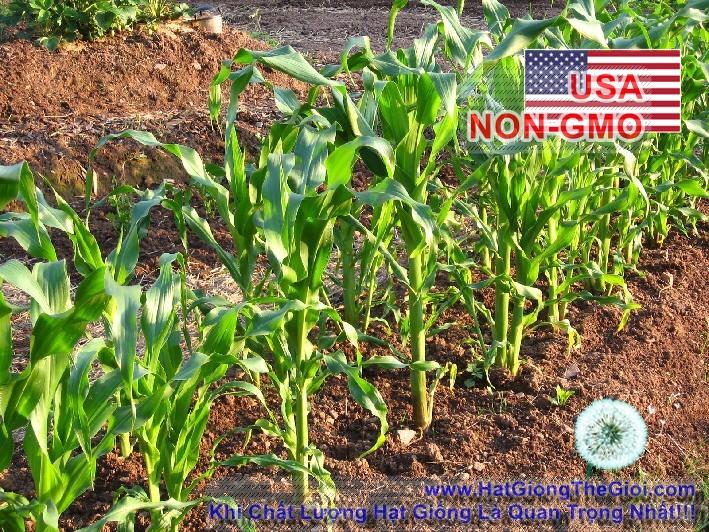 5Gr Hạt Giống Bắp Mỹ Bantam (A1.404| A7*W54*M026)