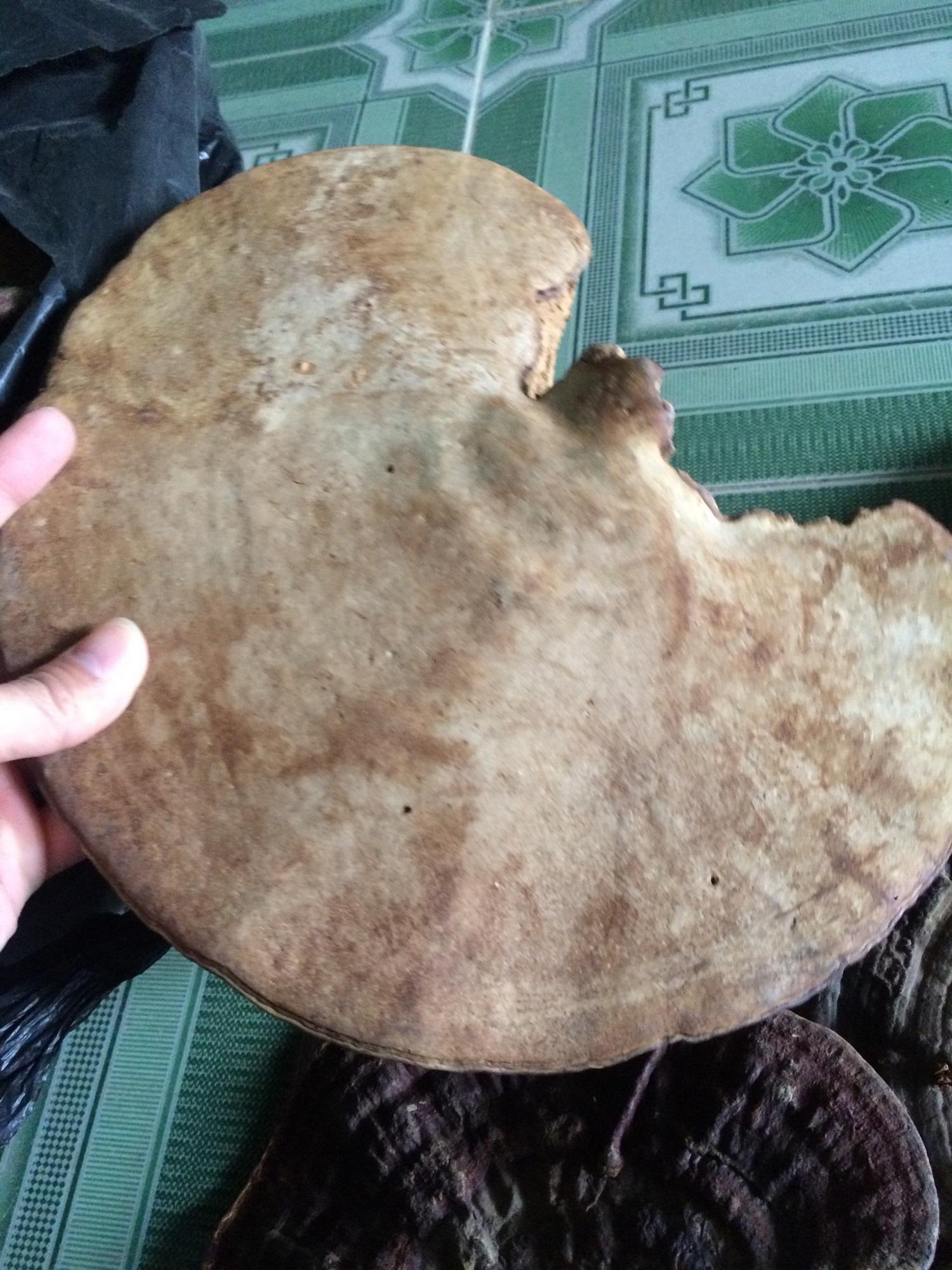 Nấm linh chi rừng Tây Bắc 1kg khô