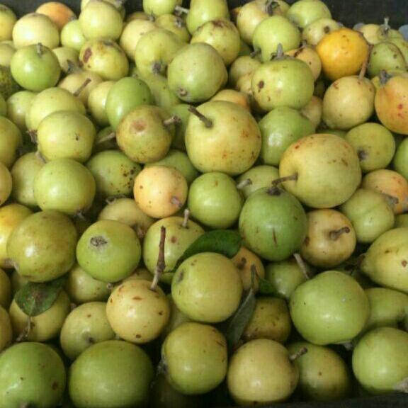 Táo mèo khô 1kg.