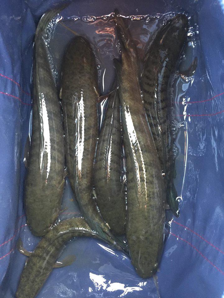 Mồi câu cá, Cá sắt Cicada câu lure lóc, chẽm, rô phi.