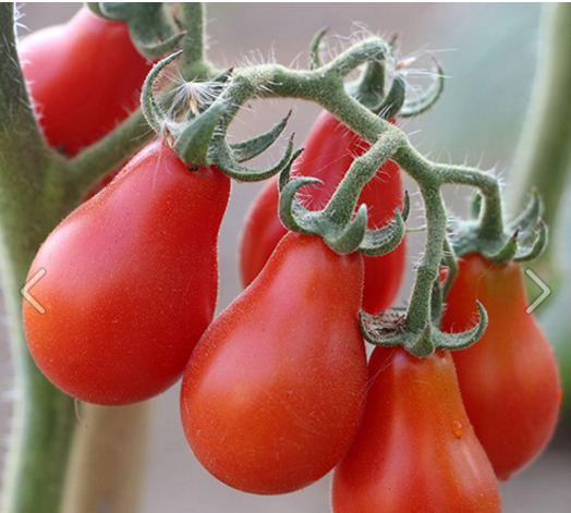 Hạt giống cà chua quả lê đỏ  - 1 gói 30 hạt