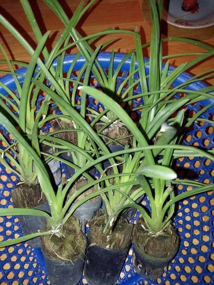 Hoa phong lan, Lan Kiếm đỏ (xích ngọc)
