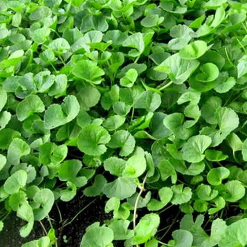 2 gói Hạt giống Rau Má lá nhỏ (0.5g/gói)