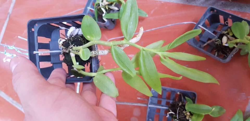 Phi Điệp trắng hàng đột biến