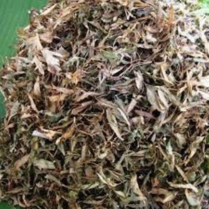 Lá đinh lăng khô 100gr