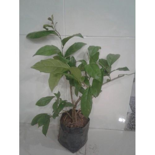 cây xạ đen, 4-5 cây/bầu