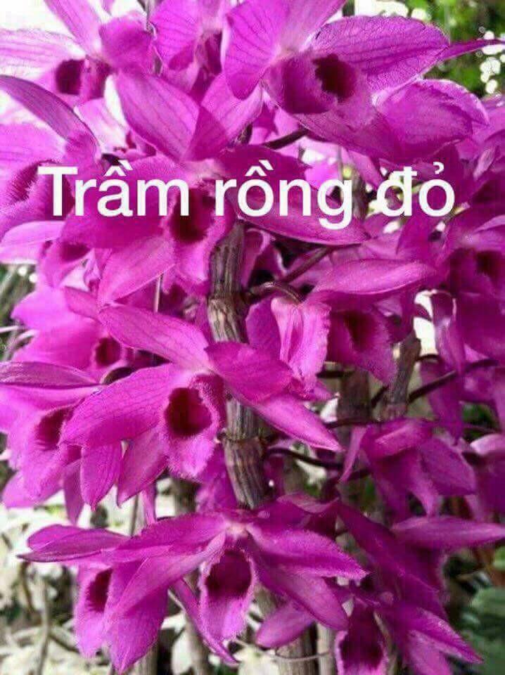 Lan trầm rồng đỏ giống ( Den Nestor)