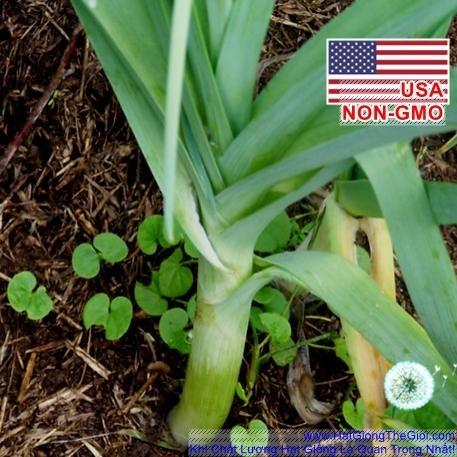 1Gr Hạt Giống Tỏi Tây Hành Baro Boaro USA Siêu Ngon (B3.405| C24*W21*M164)