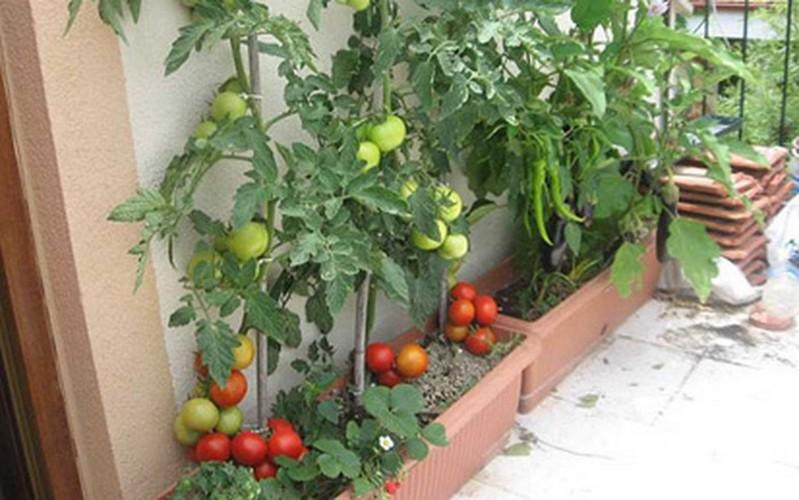 Gói 1g Hạt giống Cà Chua F1 (tặng gói kích nẩy mầm và hướng dẫn)