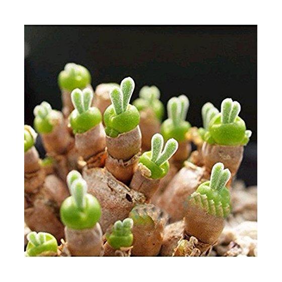 [HCM] Hạt Giống Hoa Tai Thỏ Mix  Đức - KLT  5 hạt .